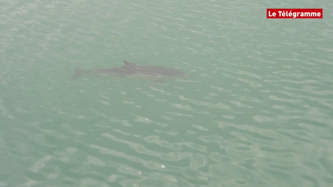 Quiberon. Deux dauphins flânent au port Haliguen