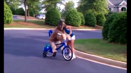 Best Funny Animals Compilation 2013 (Epic Funny & Cute)