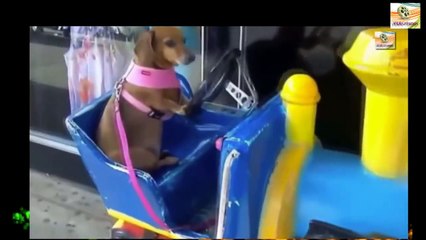 Best Funny Animals doing stupid thing   pets Funniest video compilation
