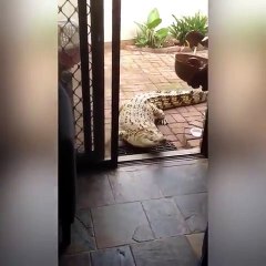 This Crocodile Comes To This Woman's House For Lunch