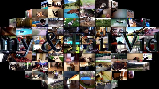 Cats scared of Cucumbers Compilation - Cats Vs Cucumbers - Funny Cats 2016