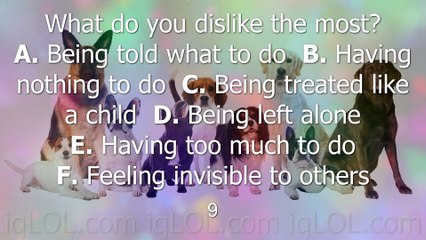 ✔ Funny Dogs  What Dog Breed is Best For You !