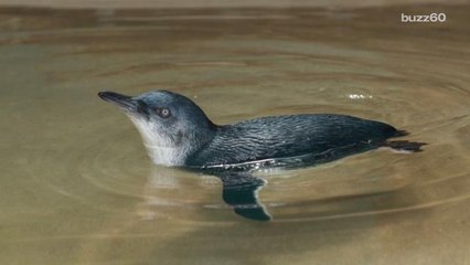 Bronx Zoo Breeds 1st Little Penguin Ever and It’s Adorable
