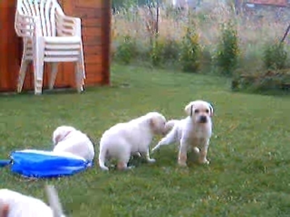 chiots labrador