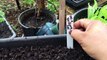 Planting my yard-long pole beans from seed