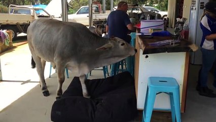 Cow Tries to Sleep on Dog Bed !