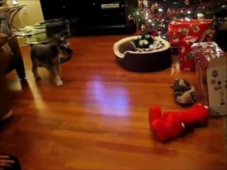 Cute and funny animals compilation may 2013