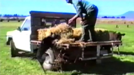 Dog Heroes Saving the Day! !