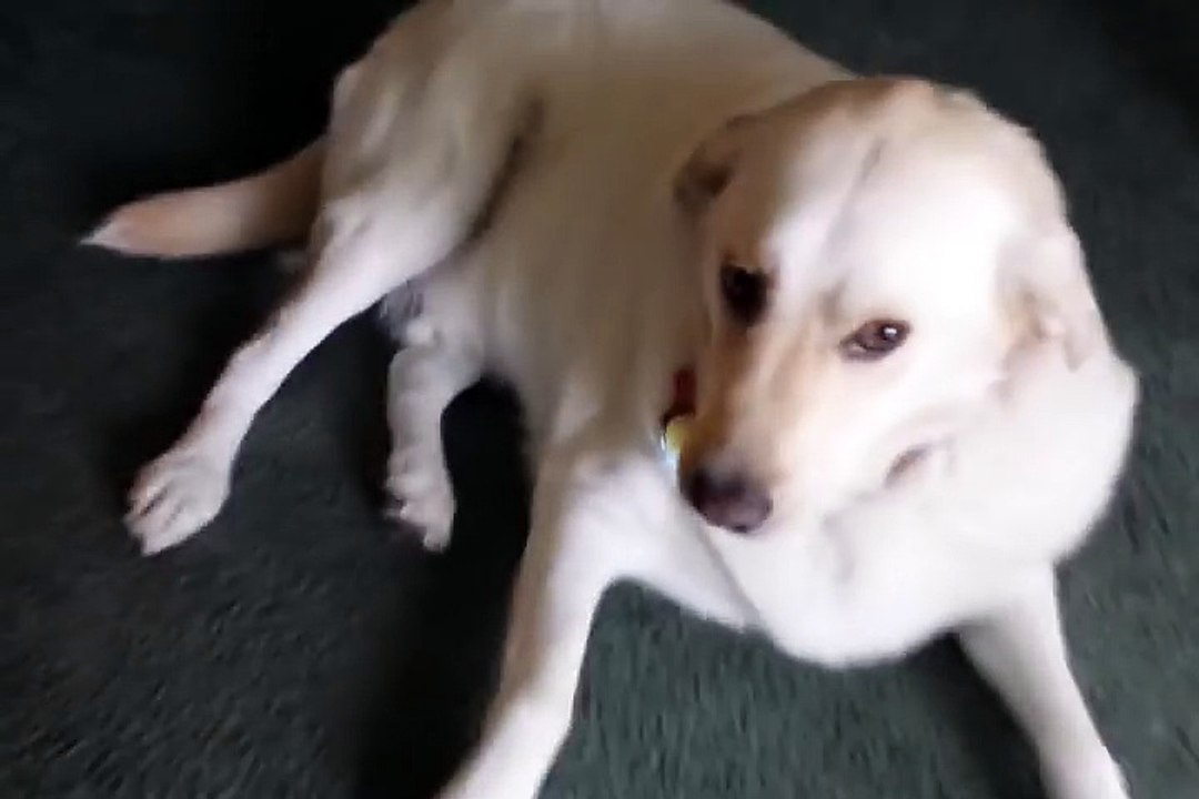 Dog Hoards Tater Tots !