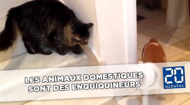 Les animaux domestiques sont des enquiquineurs