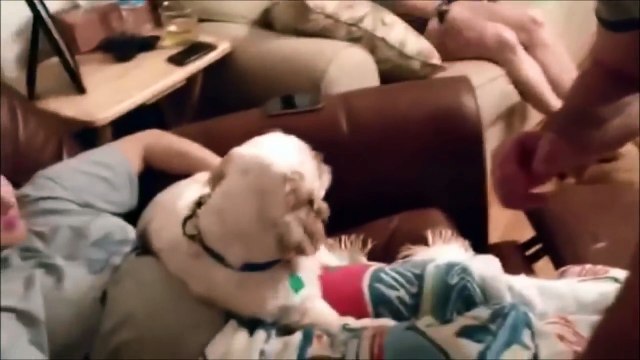 Dog Protects His Pregnant Owner Compilation !