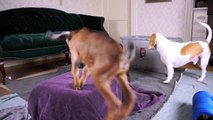 Dog Watches Clumsy Baby Goats Play  Funny Dog Maymo !