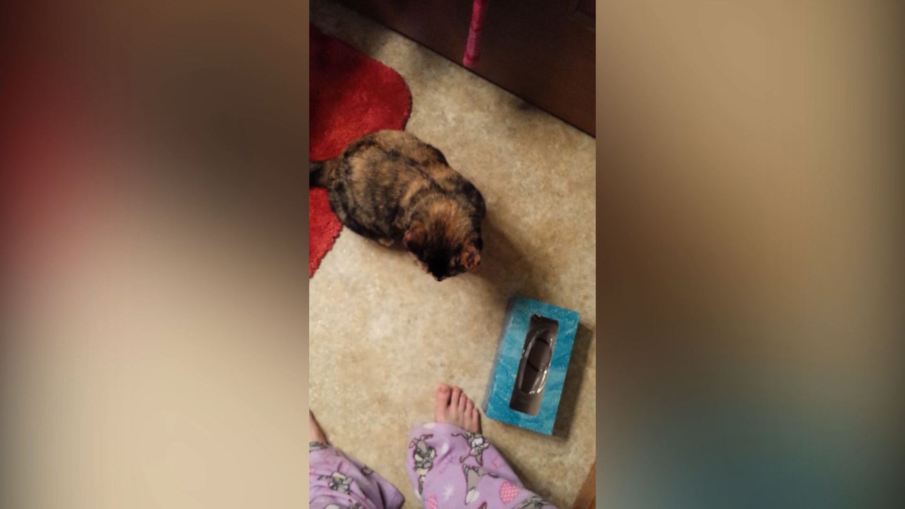 Curiosity Trapped The Cat