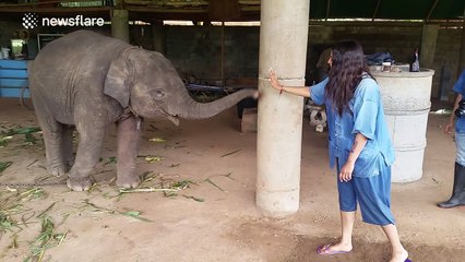 Young elephant high-fives tourist in Thailand