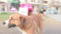 La población de perros callejeros en chile tiene un amigo en Internet