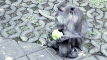 Baby monkey munches on an apple with its mum