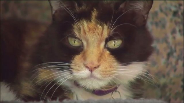 Les refuges affichent complet: 30% de chats en plus sont abandonnés