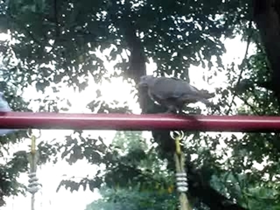 MOV01166