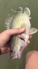 Il pêche avec ses pieds !