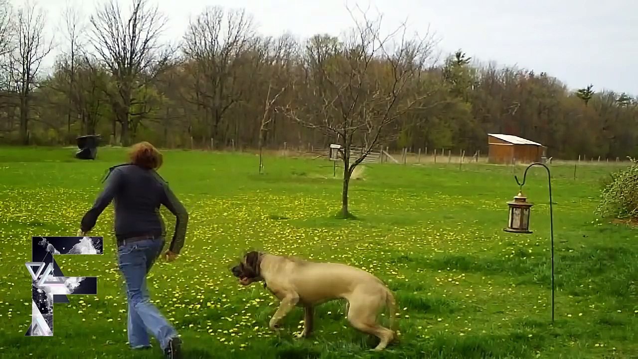 Animals Can Be Jerks - Supercut Compilation 2013!