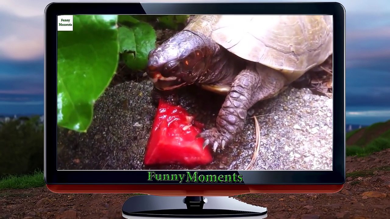 Animals Eating Watermelon [HD 2014]