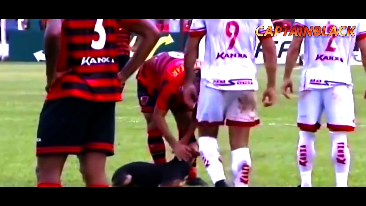 Animals on the Football Pitch ● Funny Moments