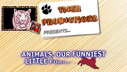 Animals, our best and funniest little furry friends - Funny animal compilation