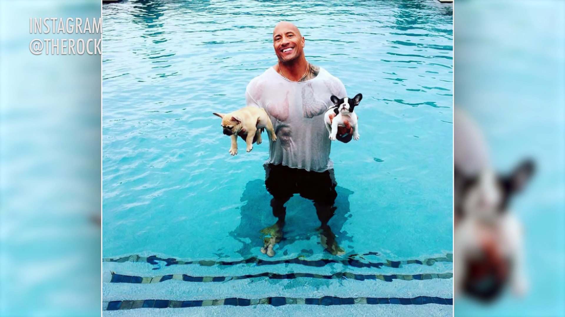 ⁣Dwayne  The Rock  Johnson Saves Drowning Puppies from Pool !