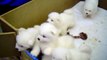 Cute Samoyed Puppies !