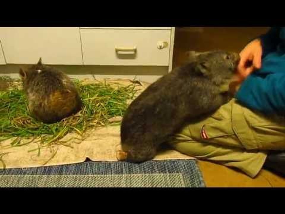 'Ratbag' Baby Wombat Gets a Bit Bitey