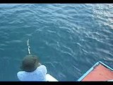 Mancing Ikan Gabus Laut (Pantasik) 25 kg.3gp