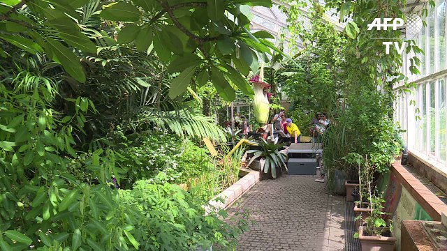 Belgique: la fleur-cadavre Arum Titan en floraison