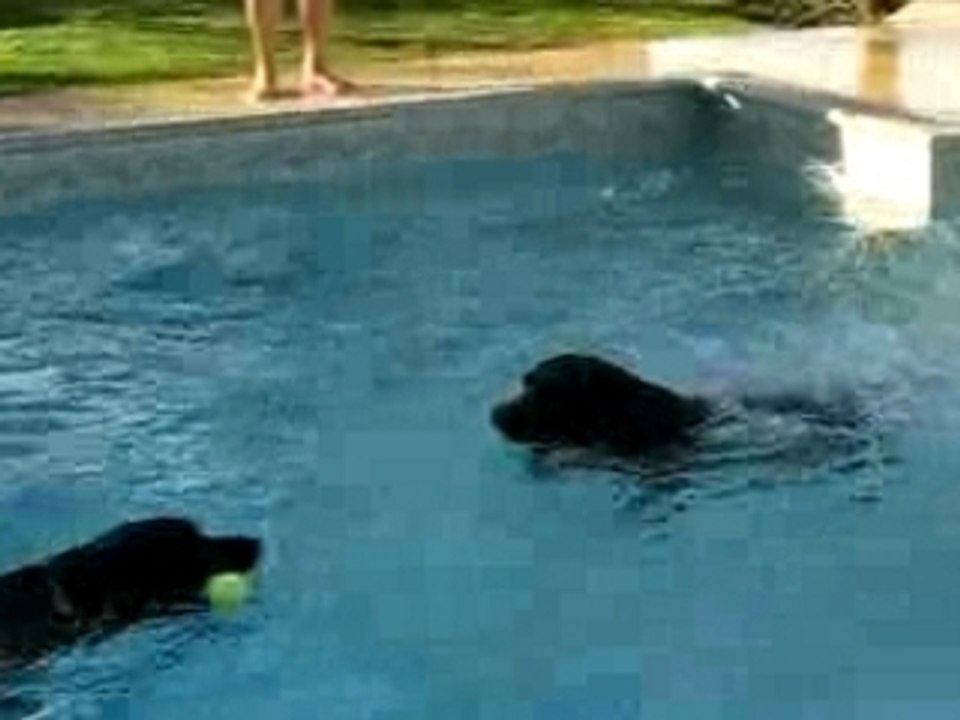 Plongeon