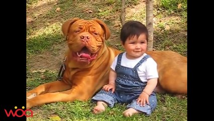 Big Dog And Baby Playing Fun