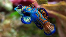 Top 10 Most Beautiful Fishes Under the Sea