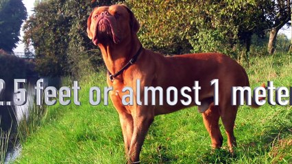 10 biggest Dog Breeds