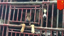 Dog meat in China: 320 dogs saved from slaughter by local Chinese activists - TomoNews