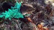 Un bébé phoque coincé dans un filet de pêche se fait libérer