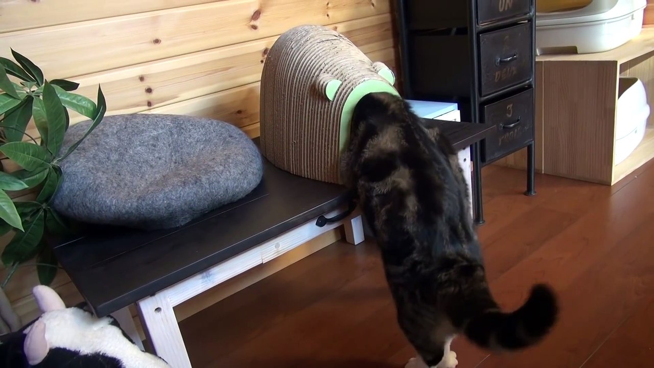Pour une fois un chat perd contre une souris, mais c'est une souris spéciale