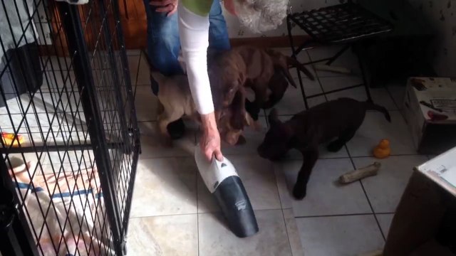 Quand nos bébé chiens font des betises - Compilation hilarante
