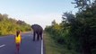 Un éléphant repoussé par une fillette... Impressionnant