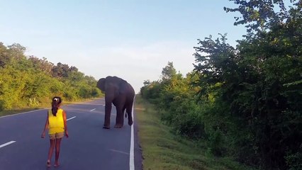 Un éléphant repoussé par une fillette... Impressionnant