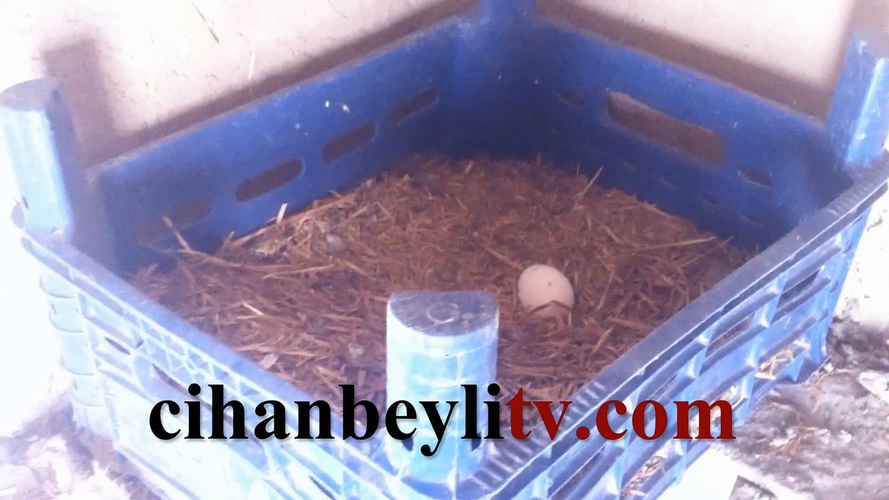 Basit Bir Yumurta Folluğu Nasıl Yapılır?