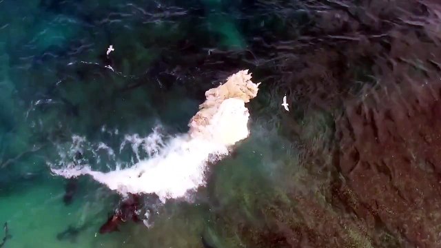 Plus de 30 requins dévorent sauvagement une carcasse de baleine