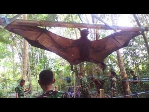 Real GIANT ANIMALS! (World's biggest! 16 AMAZING OVER-GROWN ANIMALS!)