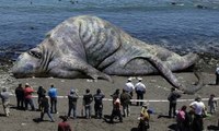 World‘s Biggest Sea Creatures - Giant Animals