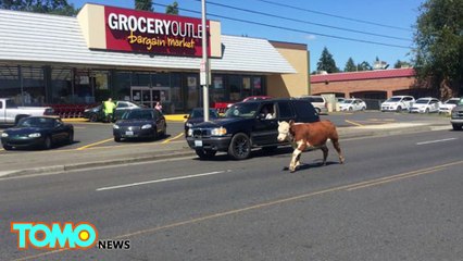 Police kill cow that ran down an officer after escaping Washington state fairgrounds - TomoNews