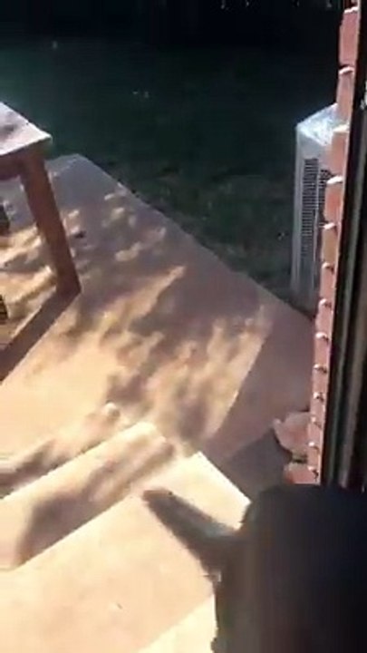 Dono ensina cão a trazer o seu irmão que só quer andar na má vida