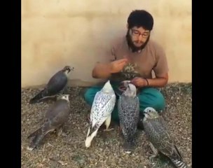 Man palying with Birds