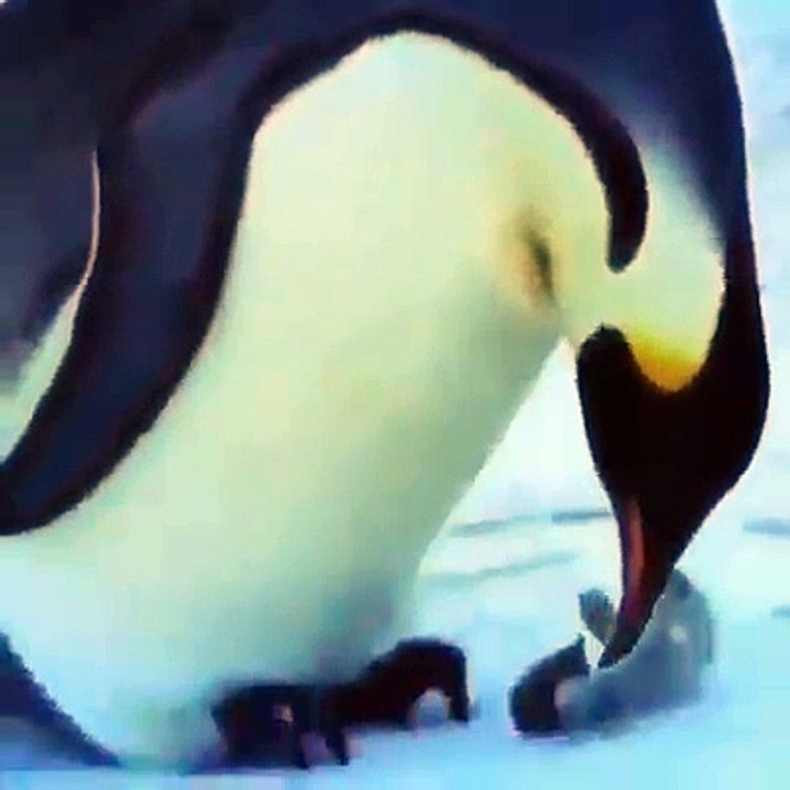 tendresse des penguins